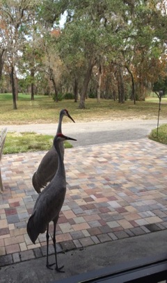 cranes hanging out around the course